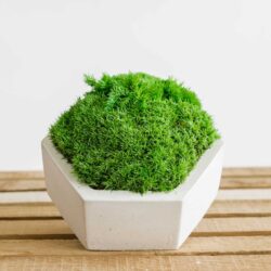 Betónová váza polygón s guľatým machom výška 6 cm / priemer 11 cm