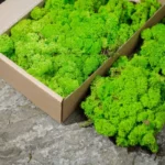 Stabilizovaný Mach Severský Lišajník | Dekoračný Mach | Živý Mach