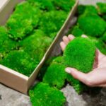 Stabilizovaný guľatý mach “m” | dekoračný mach | Živý mach