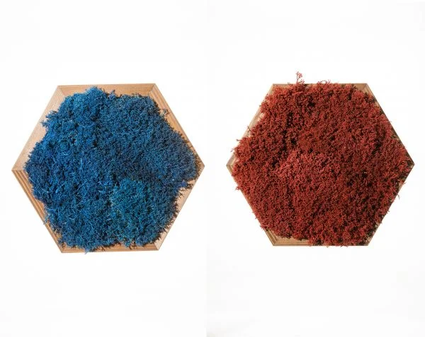 Hexagon-met-rendiermos-600x477.jpg Zwei sechseckige Moosbilder mit farbigem Islandmoos in Holzrahmen auf weißem Hintergrund.
