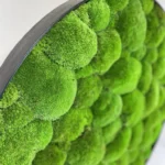 Okrúhly machový obraz s guľatým machom - machovy obraz kruh