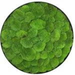 Okrúhly machový obraz s guľatým machom - machovy obraz kruh