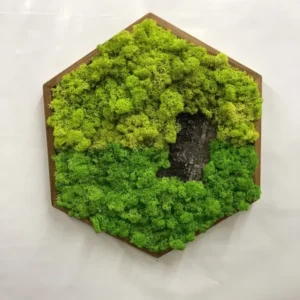 Hexagonales Moosbild mit Islandmoos und Baumrinde im Holzrahmen