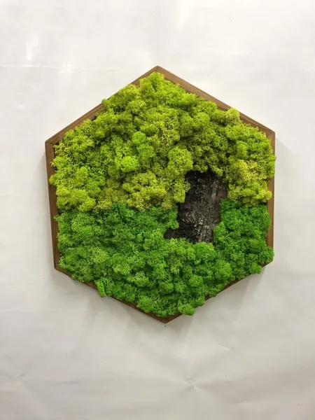 img_2366-scaled-result Hexagonales Moosbild mit Islandmoos und Baumrinde im Holzrahmen