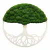 Moosbaum mit Kugelmoos. Baum des Lebens