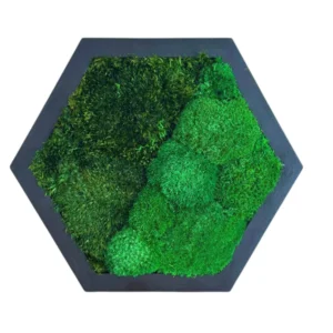 Hexagon Machový Obraz s Guľatým a Sibírskym machem