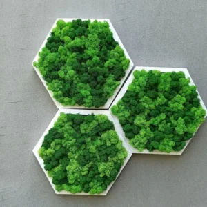 Hexagonales Moosbild mit stabilisiertem Moos und Rahmen.