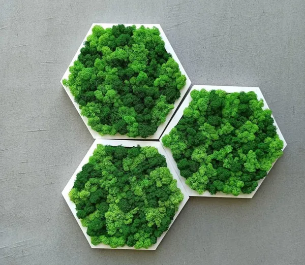 IMG_3253_05_03_2024 Hexagonales Moosbild mit stabilisiertem Moos und Rahmen.