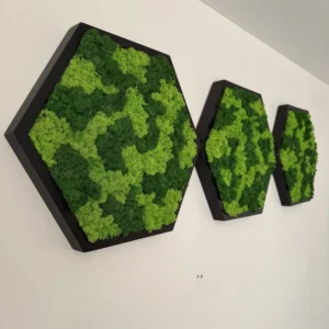 Hexagon Dekoratívny Machový Obraz s Lišajníkom