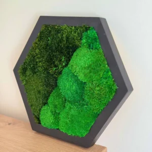 Hexagon Machový Obraz s Guľatým a Sibírskym machem