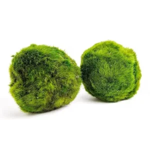 Riasogula do akvária – Marimo moss ball 4–5 cm