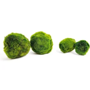 Riasogule akvárium – Marimo Moosball 3–4 cm | Riasogule akvárium – Marimo Moosball 4–5 cm