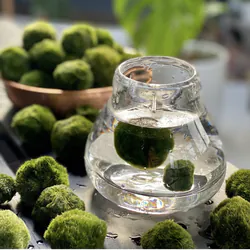 Category products -Riasogule (moss balls aquarium)