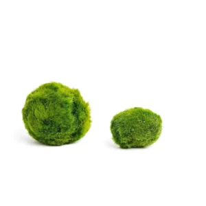 Riasogule akvárium | Riasoguľa | Marimo moss ball | Machové gule do akvária | Riasoguľa