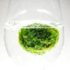 Moss boll Demonstration einer Marimo-Mooskugel in einem Glas