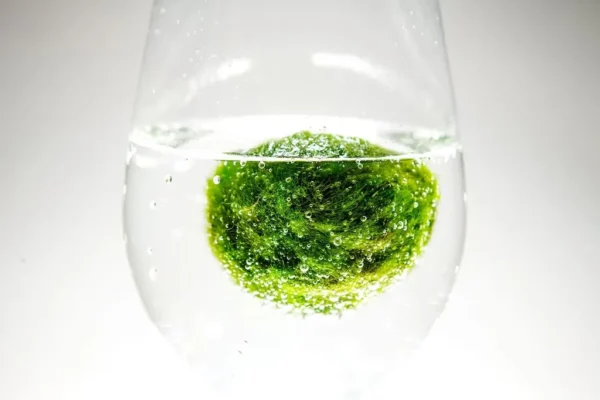 Moss boll Demonstration einer Marimo-Mooskugel in einem Glas