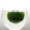 Demonstration einer Marimo-Mooskugel in einem Glas Demonstration einer Marimo-Mooskugel in einem Glas