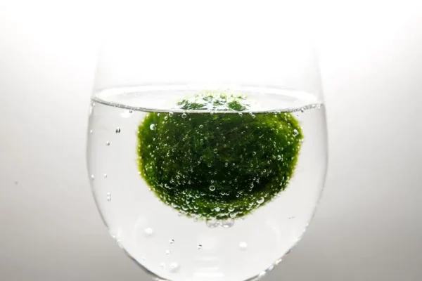 Demonstration einer Marimo-Mooskugel in einem Glas Demonstration einer Marimo-Mooskugel in einem Glas
