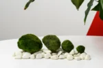 Riasogula do akvária – Marimo moss ball 4–5 cm