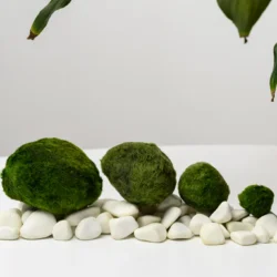 Riasogula do akvária – Marimo moss ball 4–5 cm | Riasogula do akvária – Marimo mossball 5–7 cm