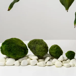 Riasogula do akvária – Marimo moss ball 4–5 cm | Riasogula do akvária – Marimo mossball 5–7 cm
