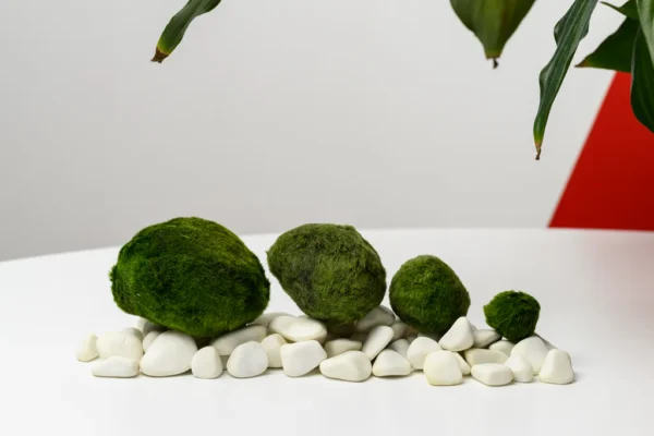 Riasogula do akvária – Marimo mossball Riasogula do akvária – Marimo moss ball 4–5 cm | Riasogula do akvária – Marimo mossball 5–7 cm