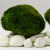 Riasogula do akvária – Marimo moss ball XXL 7-10 cm Riasogula do akvária – Marimo moss ball XXL 7-10 cm