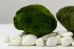 Riasogula do akvária – Marimo moss ball XXL 7-10 cm