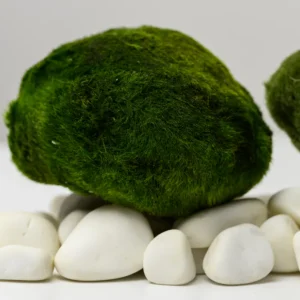 Riasogula do akvária – Marimo moss ball XXL 7-10 cm