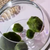 Tovtyn-54_result Riasogula do akvária – Marimo moss ball 4–5 cm