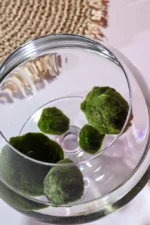 Riasogula do akvária – Marimo moss ball 4–5 cm