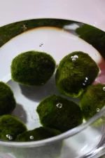 Riasogula do akvária – Marimo moss ball 4–5 cm