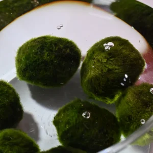 Riasogula do akvária – Marimo moss ball 4–5 cm