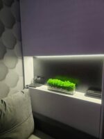 Mach v skle s bielymi kameňmi – lesná geometria