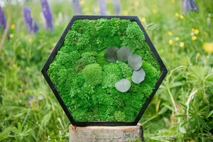 Moosbild Hexagon