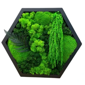 Hexagonálny rastlinný obraz s konzervovaným machom a papradím v jednoduchom ráme.